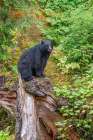 USA, Alaska. Black bear approaches Anan Creek, Tongass National Forest Art Print